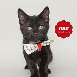 Thumbnail photo of SEELEY #1