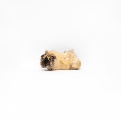 Photo of Timon