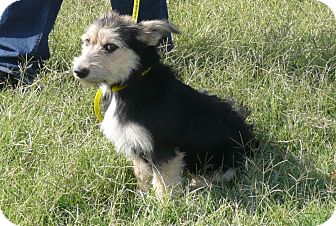 corgi schnauzer mix puppies