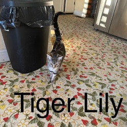 Thumbnail photo of Tiger Lily #1