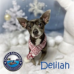 Thumbnail photo of Delilah #3