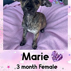 Thumbnail photo of MARIE - 3 MONTH FEM TERRIER CH #1