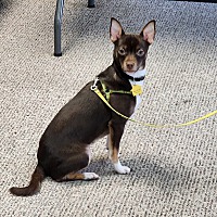 adopt a pet