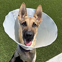 adopt a pet