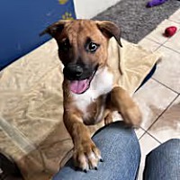 adopt a pet