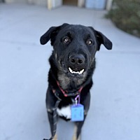 adopt a pet