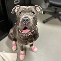 adopt a pet