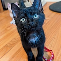 adopt-pet