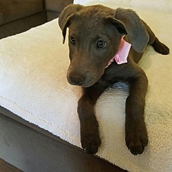 Thumbnail photo of SOPHIE-adoption pending #1