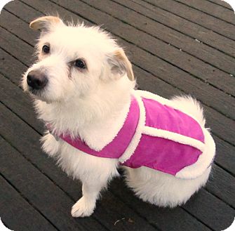 eskimo terrier