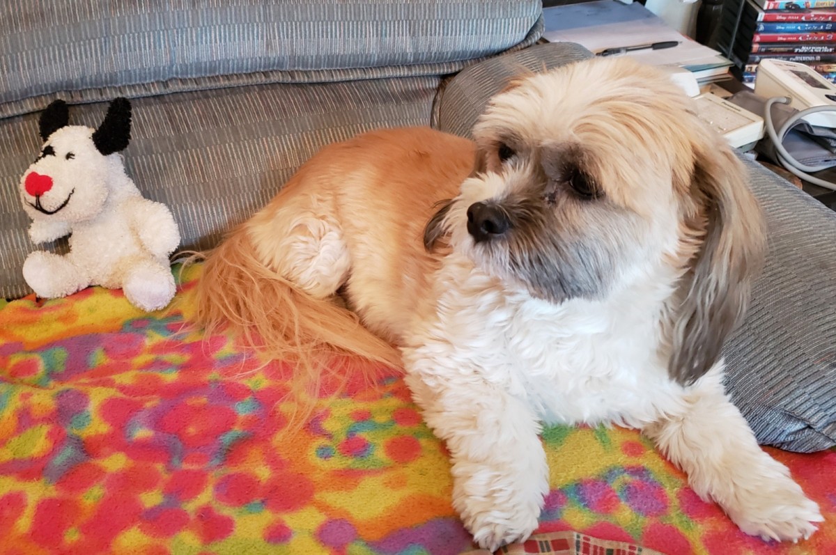 Adopt Roxi a Red/Golden/Orange/Chestnut - with White Shih ...