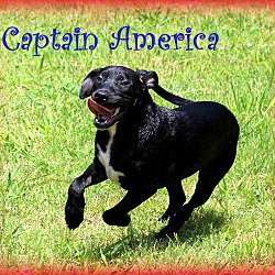Thumbnail photo of Captain America~adopted! #1