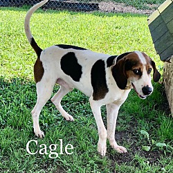 Thumbnail photo of Cagle #2