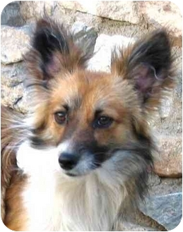 Papshund Dog Breed Information and Pictures Papshund Dog Breed Information and Pictures