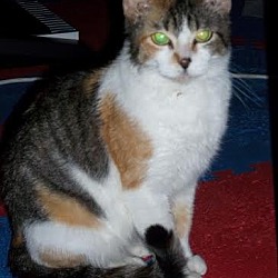 Thumbnail photo of Patches - ADOPTED #3