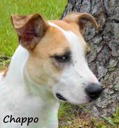 Photo of CHAPPO