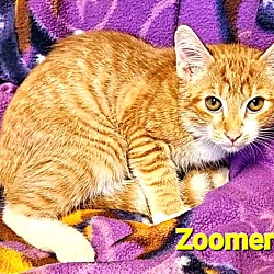 Thumbnail photo of Zoomer #2