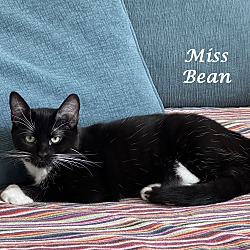 Thumbnail photo of MISS BEAN #3