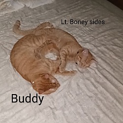 Thumbnail photo of Buddy #4