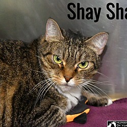 Thumbnail photo of Shay Shay #2