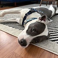 adopt a pet