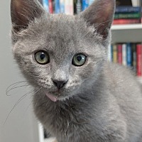 adopt a pet