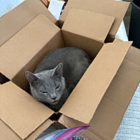 adopt a pet