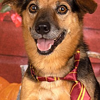 adopt a pet