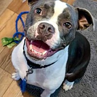 adopt a pet