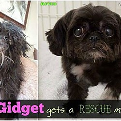 Thumbnail photo of Gidget #3