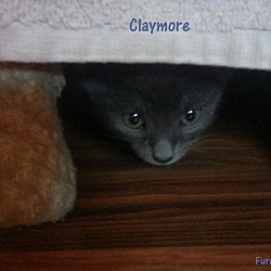 Thumbnail photo of Claymore #4