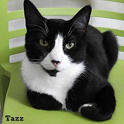Thumbnail photo of Tazz #2