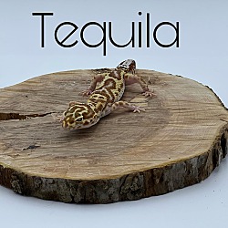 Photo of Tequila