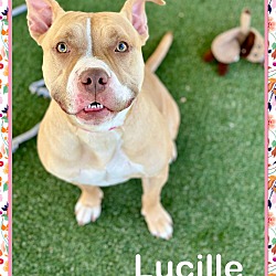 Thumbnail photo of LUCILLE - see video #3