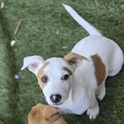 Photo of *Cotton - Puppy