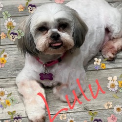 Thumbnail photo of Lulu 2 #1