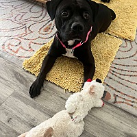 adopt a pet