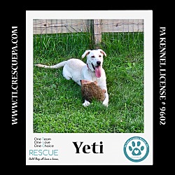 Thumbnail photo of Yeti (Cartoon Cuties) 072024 #2