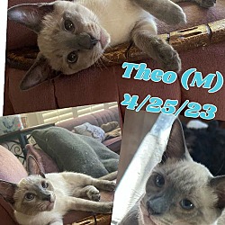 Thumbnail photo of Theo #2