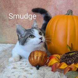 Thumbnail photo of Smudge #1