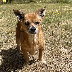 bonded pet photo