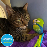 adopt a pet