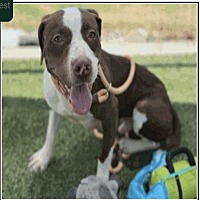adopt a pet