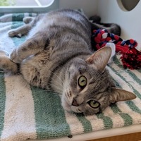 adopt-pet