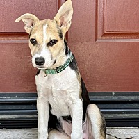 BLUEBERRY - Jack Russell Terrier / Shepherd (Unknown Type) available for adoption