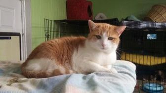 Adopt A Pet Petsmart Charities