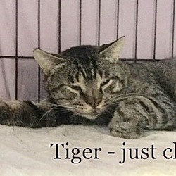 Thumbnail photo of Tiger #3