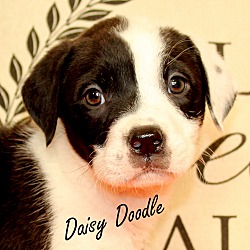 Thumbnail photo of Daisy Doodle~adopted! #1