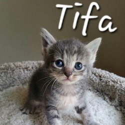 Thumbnail photo of Tifa #2