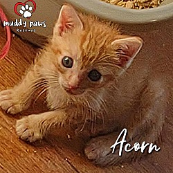 Thumbnail photo of Garden Variety Litter:  Acorn #2